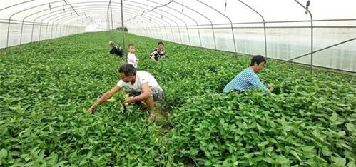 墊江發(fā)展蔬菜產(chǎn)業(yè)，“菜籃子”敲開致富門