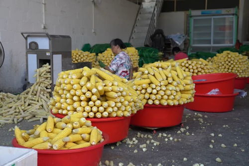 日銷蔬菜超1000噸 港北農產品物流中心托起萬家煙火
