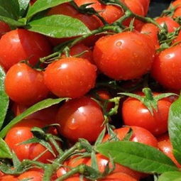 深圳最專業的蔬菜農產品配送公司——食隆軒 企業后勤專家與新鮮蔬菜供應商