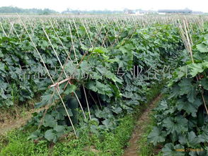 四川新鮮蔬菜批發(fā)與零售價格動態(tài)分析