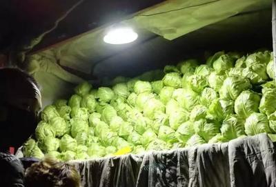 別慌！500噸新鮮菜來(lái)了，天津人今天就能買到