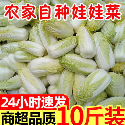 現(xiàn)摘現(xiàn)發(fā)，新鮮直達(dá) 農(nóng)家黃心娃娃菜，火鍋與批發(fā)的時(shí)令之選