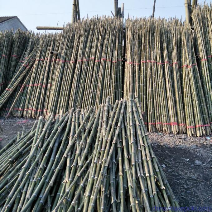 批發(fā)優(yōu)質(zhì)支撐用竹梢、竹竿、毛竹、蔬菜架竹及大棚竹類——新鮮蔬菜高效種植的堅實后盾